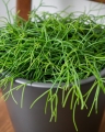 Rhipsalis Cahero_1.jpg