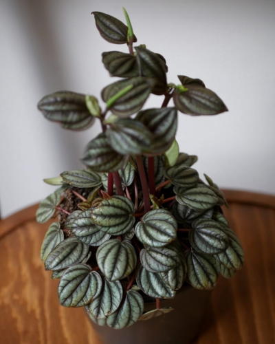 Peperomia_1.jpg