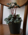 Peperomia_2.jpg