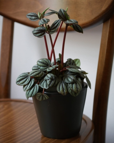 Peperomia_2.jpg