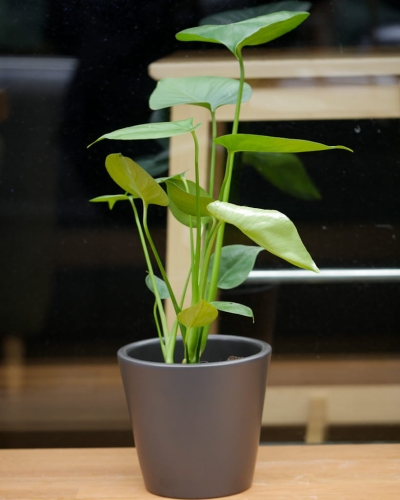 Monstera deliciosa S_2.jpg