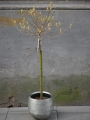 Salix Bazie rozowe_1.jpg