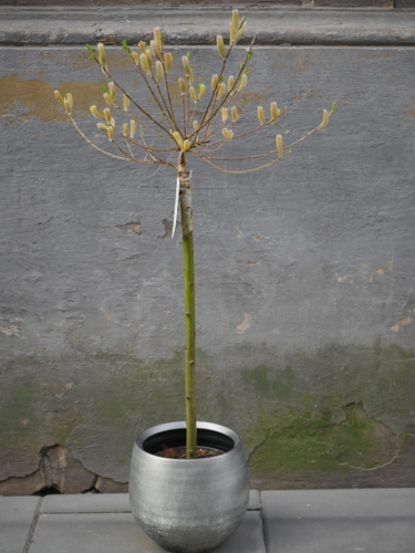 Salix Bazie rozowe_1.jpg
