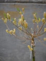 Salix Bazie rozowe_2.jpg