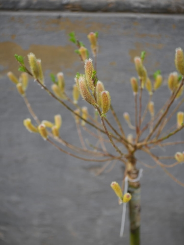 Salix Bazie rozowe_2.jpg