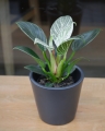 Philodendron White Measure_1.jpg