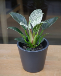 Philodendron White Measure