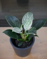Philodendron White Measure_2.jpg