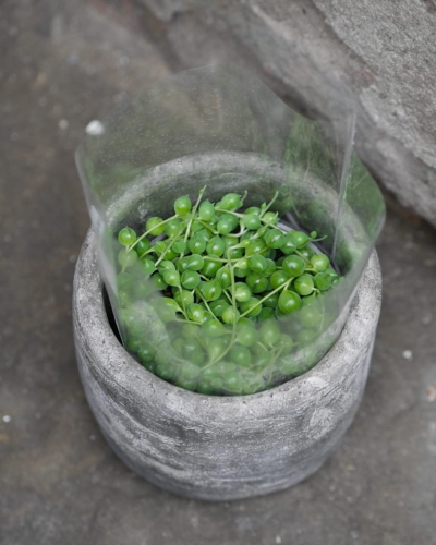 Senecio Rowleyanus M_1.jpg