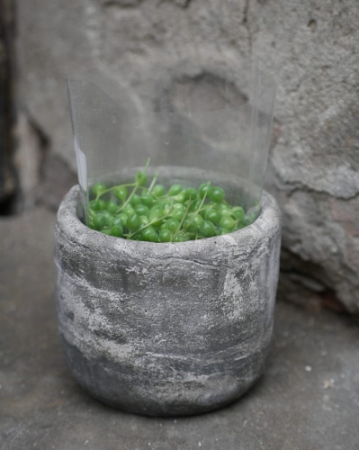 Senecio Rowleyanus M_2.jpg