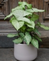 Syngonium_21.jpg