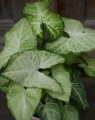 Syngonium_22.jpg