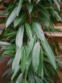 Ficus Amstel King_3.jpg