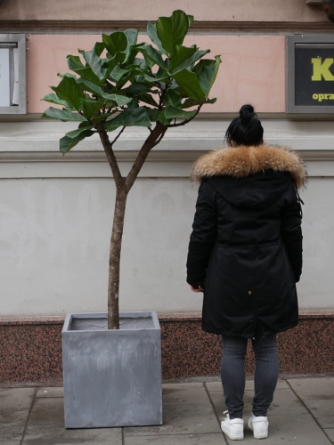 Ficus Lyrata XL_2.jpg