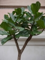 Ficus Lyrata XL_3.jpg