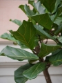 Ficus Lyrata XL_4.jpg