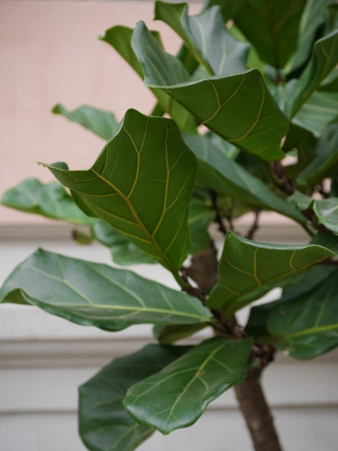 Ficus Lyrata XL_4.jpg