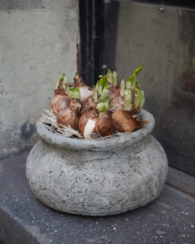 Narcisus Bridal Cro_1.jpg