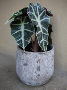 Alocasia Polly