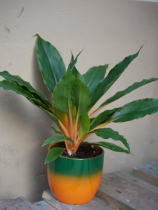 Chlorophytum Green Orange z osłonką