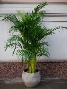 Dypsis Lutescens
