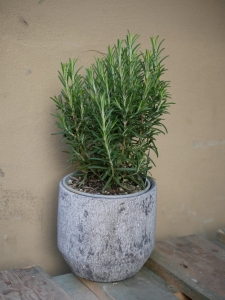 Rosmarinus Officinalis