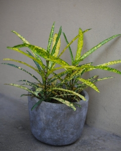 Codiaeum Gold Star