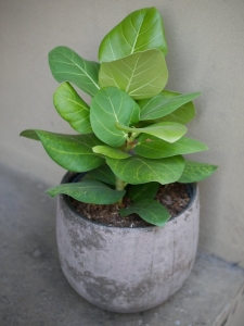 Ficus Benghalensis 'Sunshine'