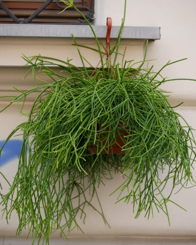 Rhipsalis Pulchra_1.jpg