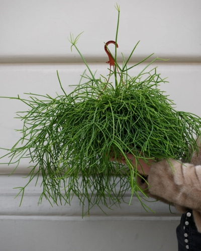 Rhipsalis Pulchra_2.jpg
