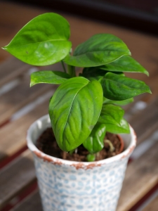 Monstera Friedrichsthalii