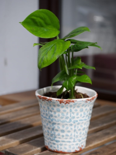 Monstera Friedrichsthalii_2.jpg