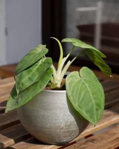 Syngonium Frosted Heart