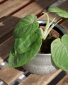 Syngonium Frosted Heart_2.jpg