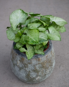 Syngonium White Butterfly