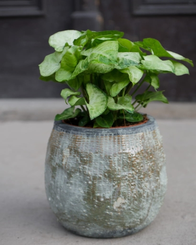 Syngonium White Butterfly_2.jpg