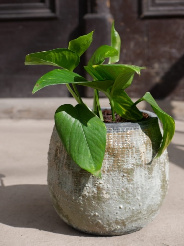 Epipremnum pinnatum Aureum_1.jpg