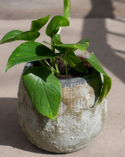 Epipremnum pinnatum Aureum_2.jpg