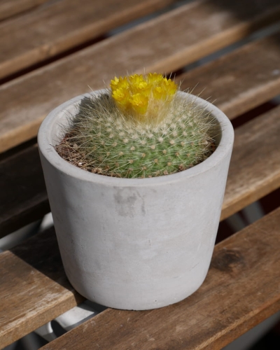 Parodia haselbergii_1.jpg