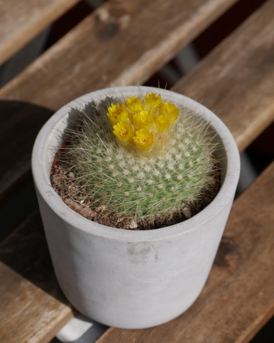 Parodia haselbergii_2.jpg