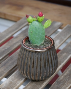 Opuntia S