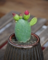 Opuntia S_2.jpg