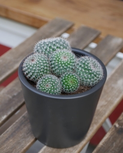 Cactus mix