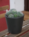 Cactus mix_2.jpg