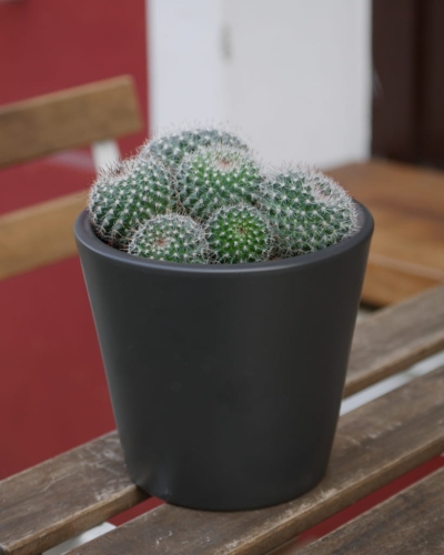 Cactus mix_2.jpg