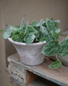 Scindapsus pictus 'Silver Ann'