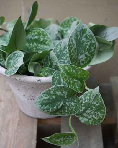 Scindapsus pictus Silver Ann_2.jpg