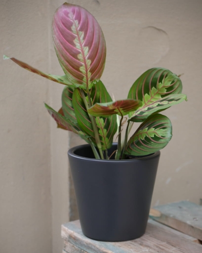 Maranta Fascinator_1.jpg