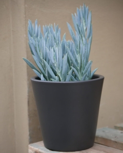 Curio Ficoides Mt Everest