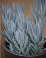 Curio Ficoides Mt Everest_2.jpg